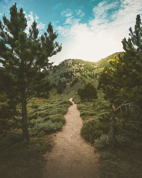 a footpath at forest