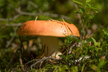 Russula - common mushroom with fairly large and brightly colored cap. Wildcrafting (or foraging) is the practice of harvesting food from their natural, or wild habitat. Estonia, Europe.