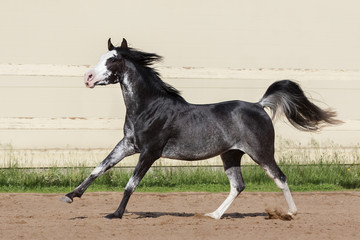Beautiful black arabian horse runs free in paddock on the sand background