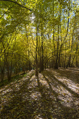 Fototapeta na wymiar Footpath in the forest park.