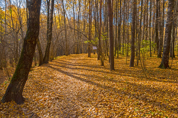 Fototapeta premium Autumn in the forest park.