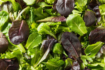 Raw Green Organic Baby Spring Lettuce