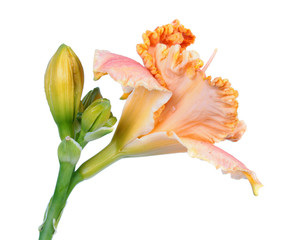 Plakat Daylily (Hemerocallis) bright orange flower close-up isolated on white background