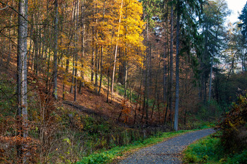 Autumn forest full of fallen leaves and colorful trees