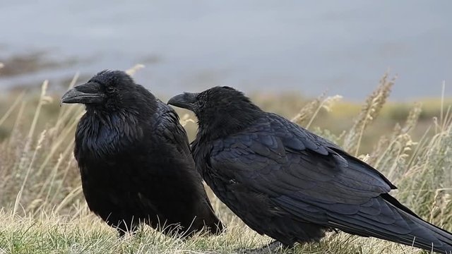 Two ravens grooming. Yellowstone National Park. Camera locked.