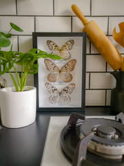 Black and white subway tiled kitchen with numerous plants and framed taxidermy insect art
