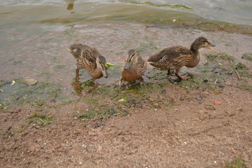 ducks