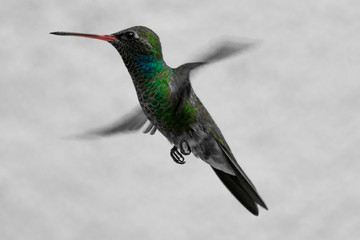 hummingbird in ascending  flight, iridiscent green and blue, wings in motion