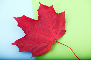 Red Autumn leaf on the colored background