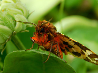 Naklejka premium insect moth sitting on a leaf macro photography