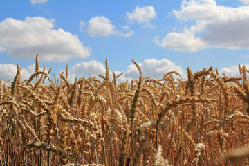 field of a rye