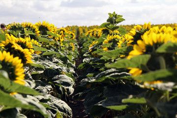 wonderful sunflowers field 