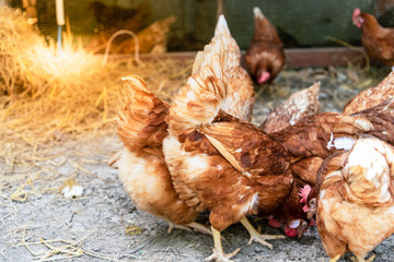 The Chicken egg breeding in the farm, Which it produces eggs For consumption and distribution, to animal concept,