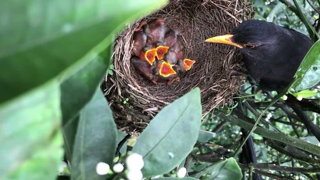 The mother bird is feeding the birds