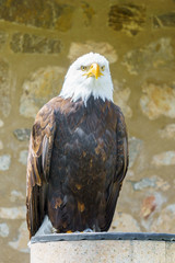 Greifvögel