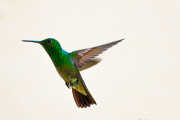 hummingbird in flight, iridiscent green, brown and yellow