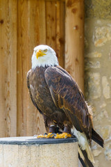 Greifvögel
