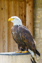 Greifvögel