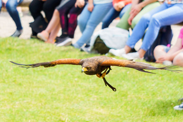 Greifvögel