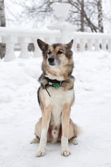 Brown and white short-haired mongrel dog with collar and address tag in a winter snowy park on a walk.