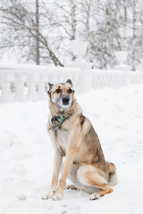 Brown and white short-haired mongrel dog is walking in a winter snowy park.