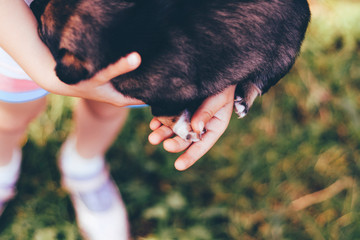girl holding a dog in her arms. in her hands she has a paw damaged.