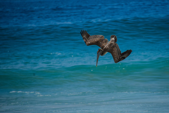 gaviota en picada