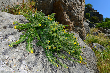 Orientalische Alkanna (Alkanna orientalis) 