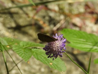 Butterfly sitting on a forest flower.