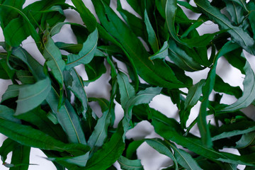 Green leaves on white background. The tea is dried. Ivan-tea. Fireweed.