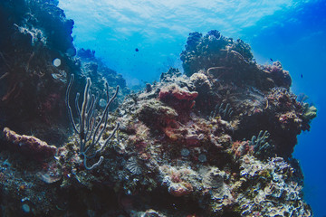 Fototapeta na wymiar COZUMEL, MEXICO: underwater reef in Cozumel. Corals under blue waters.