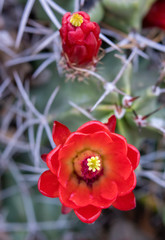 Bright Red Claret Cup Cactus Flower with Soft Focus Background