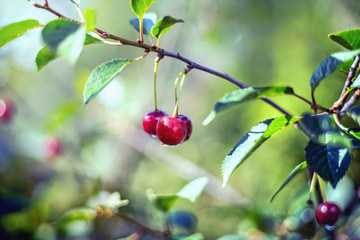 Cherries on the branch after rain