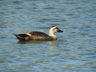 Fototapeta premium カモ