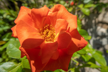 Gorgeous late spring bloom in a garden in Plovdiv, Bulgaria