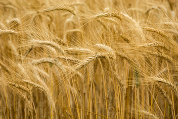 Ears of barley on the close-up