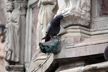 Перуджа Perugia