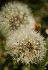 Obraz premium fluffy dandelion