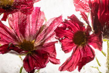 Aster in kristallklarem Eis 1