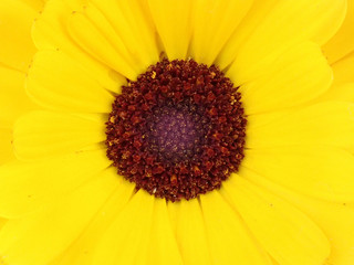 Yellow Daisy outdoors in the sunshine