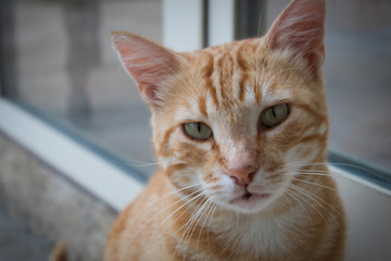 Ritratto primo piano di un Gatto Arancione