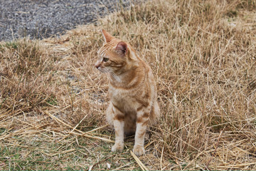 Gatto Arancione seduto e mimetizzato su prato secco