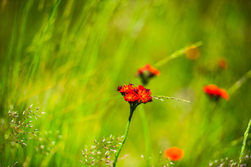 Wild flowers on the Carpathian Mountains