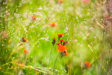 Wild flowers on the Carpathian Mountains