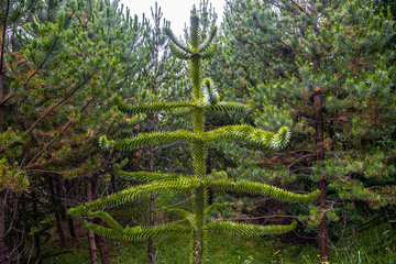 Evergreen magical Araucaria tree growing in forests of Faroe Islands