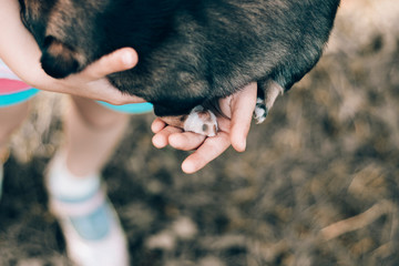 girl holding a dog in her arms. in her hands she has a paw damaged.
