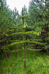 Evergreen magical Araucaria tree growing in forests of Faroe Islands