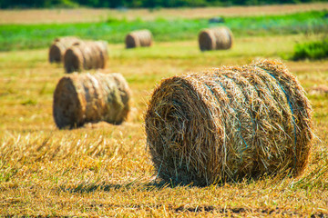 Straw bales on the field