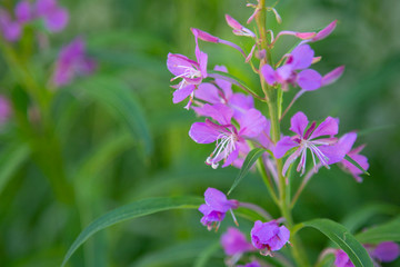 Ivan Chai. Narrow-leaved cypress blooms on the street in summer.