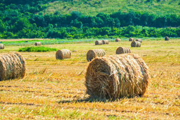Straw bales on the field
